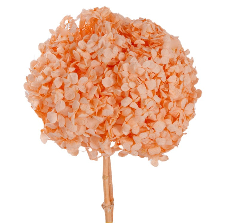 Hydrangea, (Verdissimo) Premium, Preserved, Light Orange