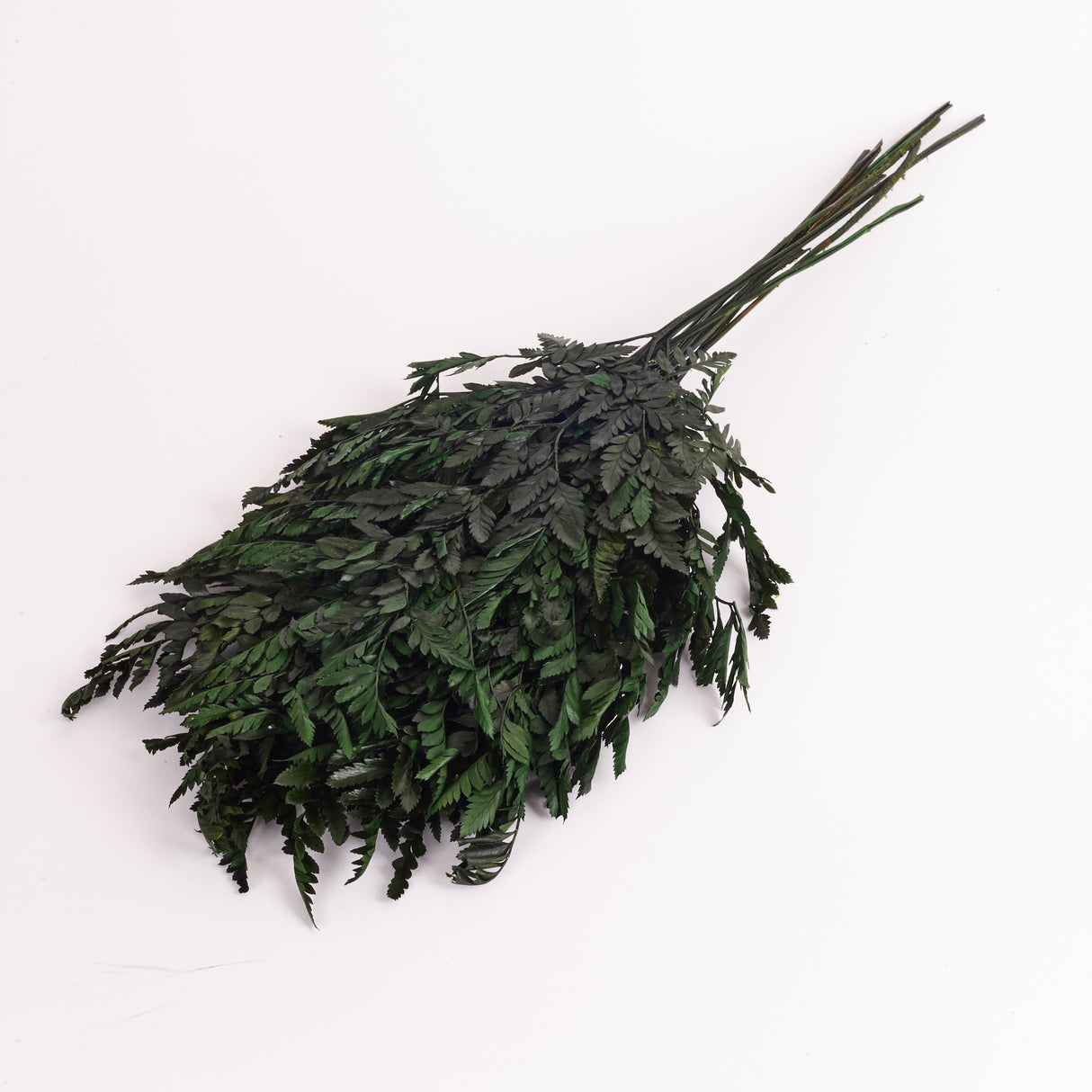 Fern, Leather, Preserved, Green, Bunch x 10 Stems