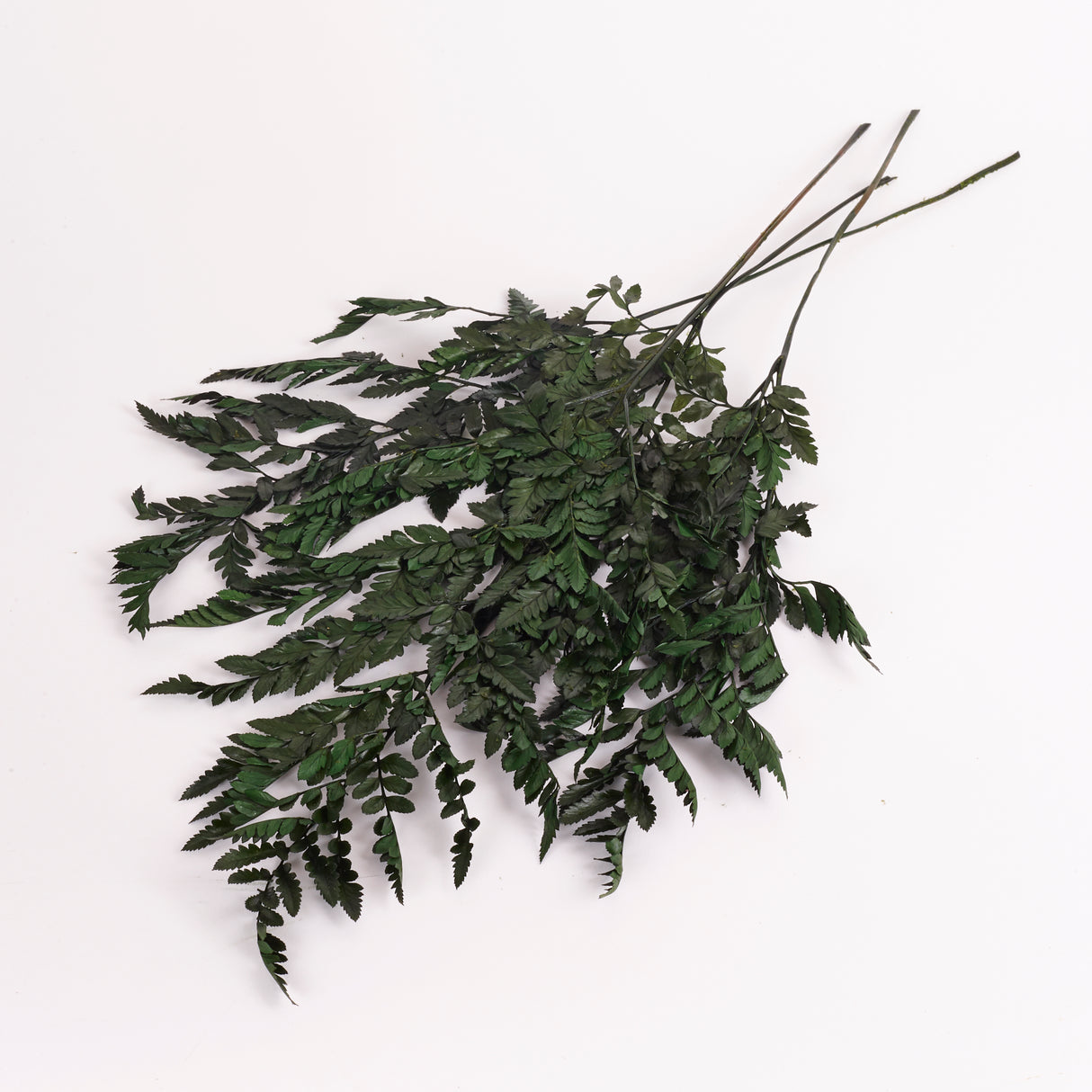 Fern, Leather, Preserved, Green, Bunch x 10 Stems