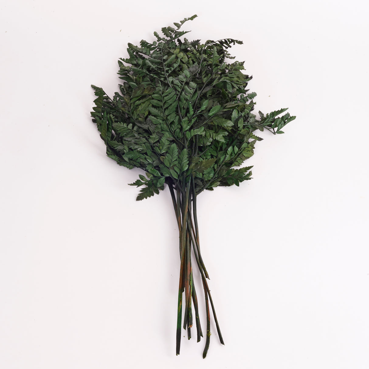 Fern, Leather, Preserved, Green, Bunch x 10 Stems