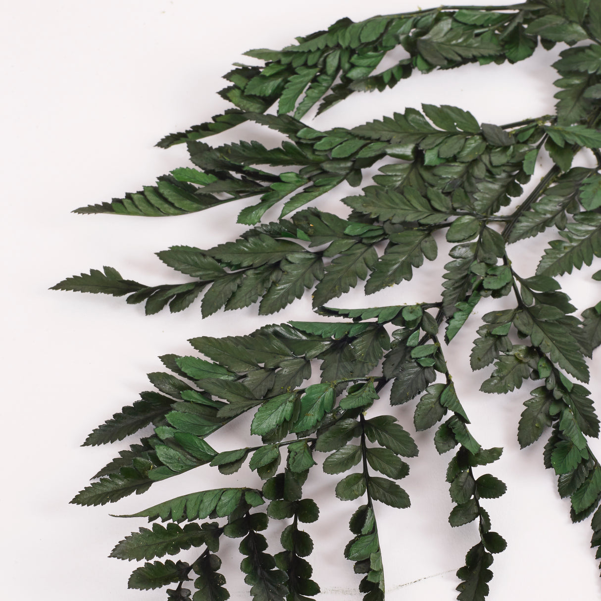 Fern, Leather, Preserved, Green, Bunch x 10 Stems