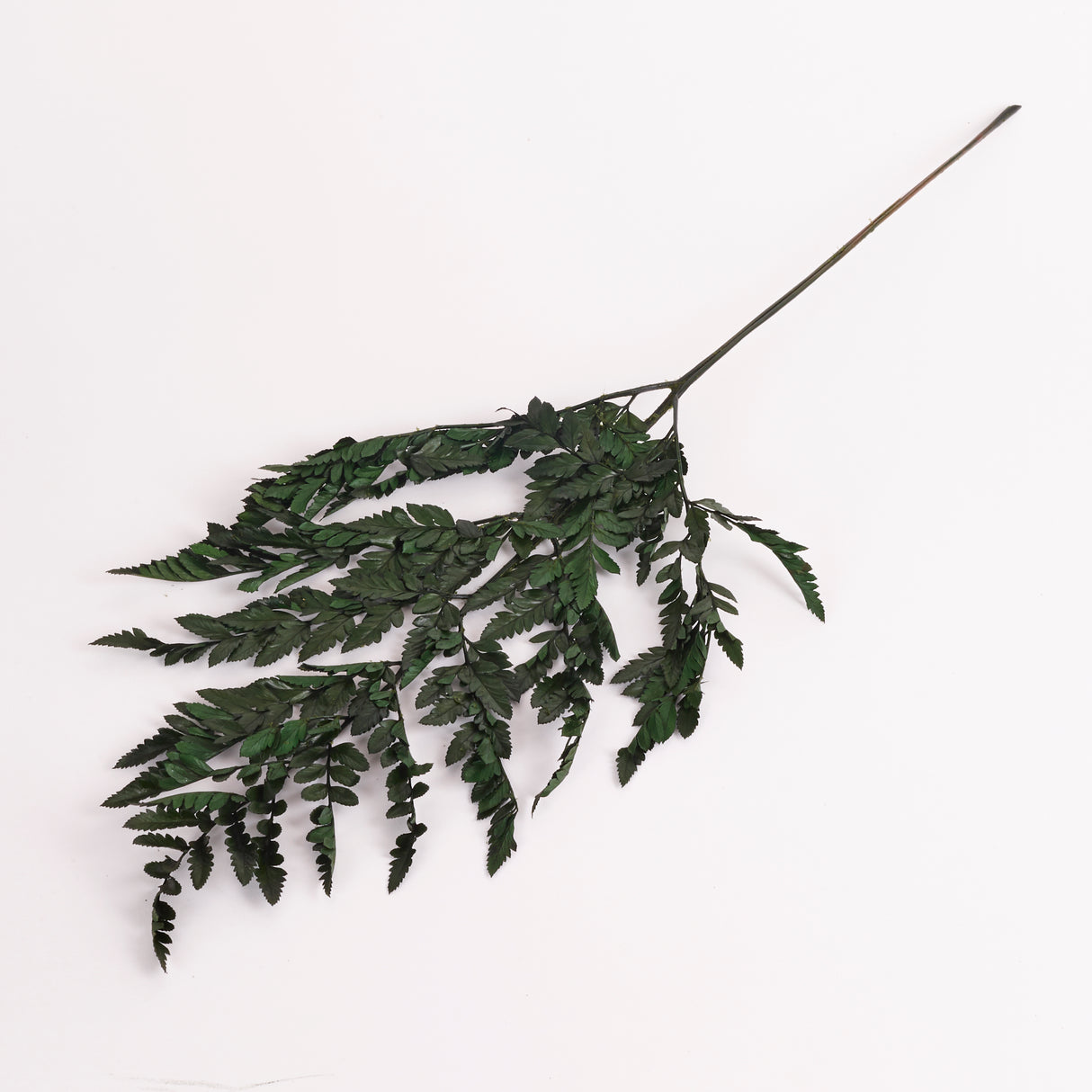 Fern, Leather, Preserved, Green, Bunch x 10 Stems