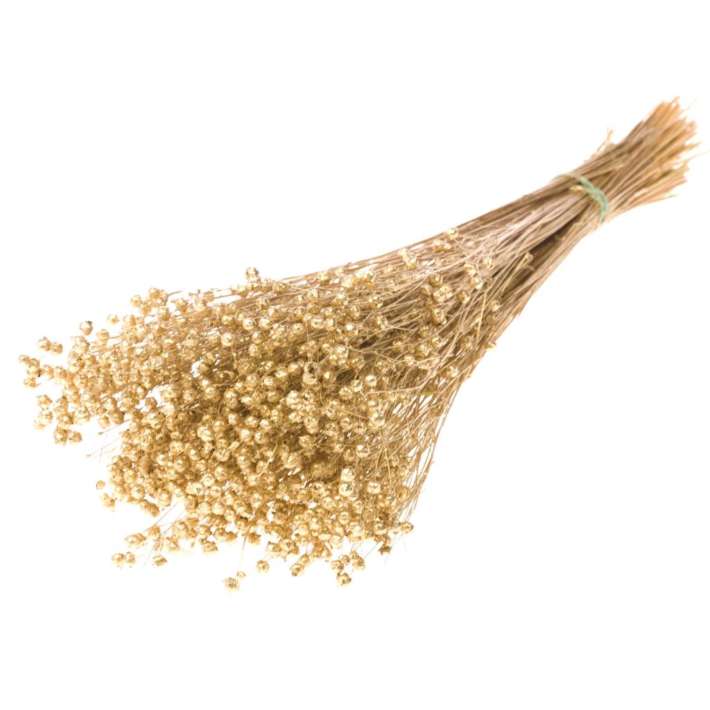 Linum (flax), Dried, Gold