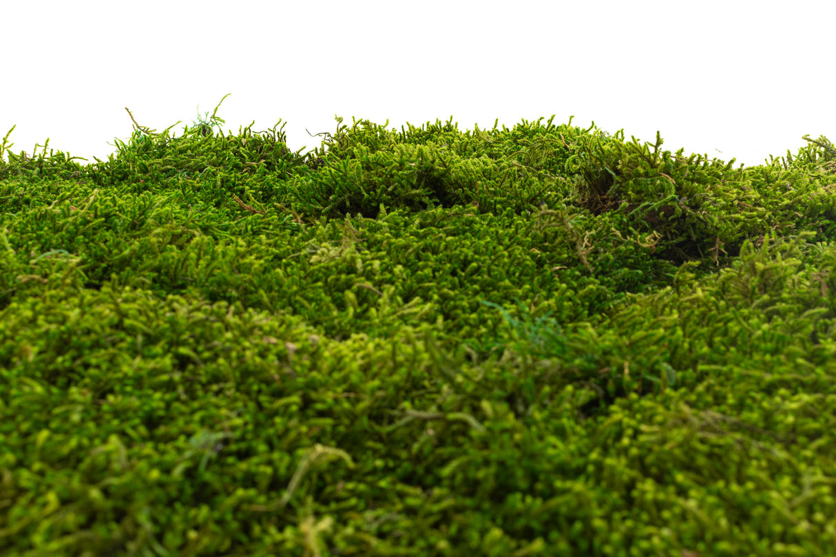 Long Moss, Preserved, Nature Green, coverage 0.33m2