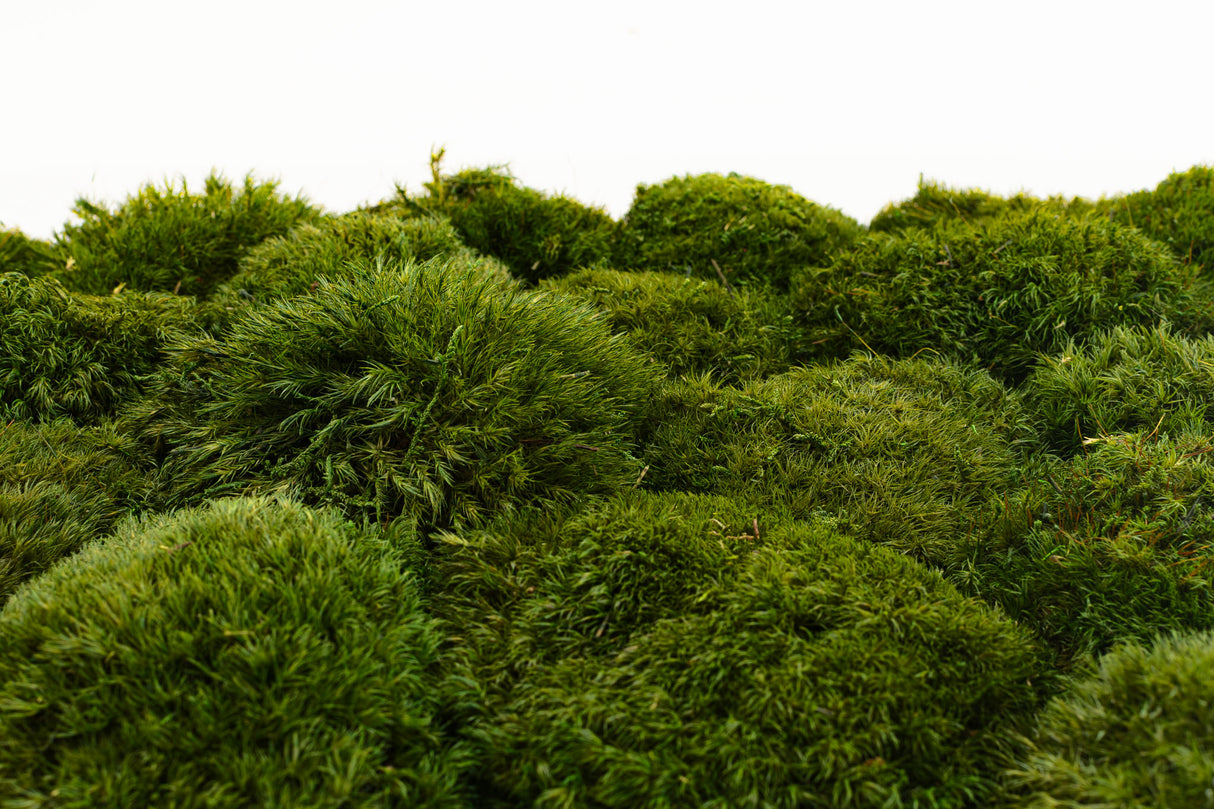 Mood Moss, Preserved, Nature Green, coverage 0.8m2
