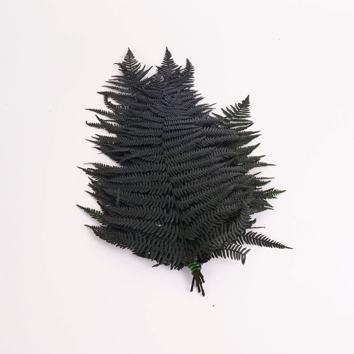 Fern, Mountain, Preserved, Green, Bunch x 10 Stems