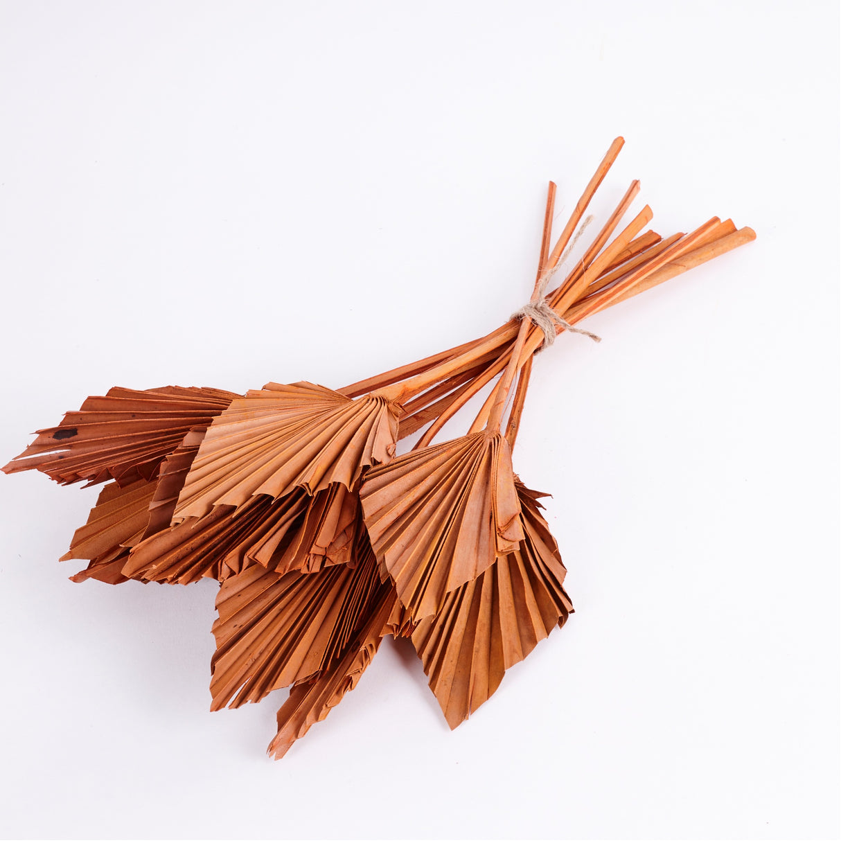Palm Spear, Dried, Orange, Bunch x 10 Stems