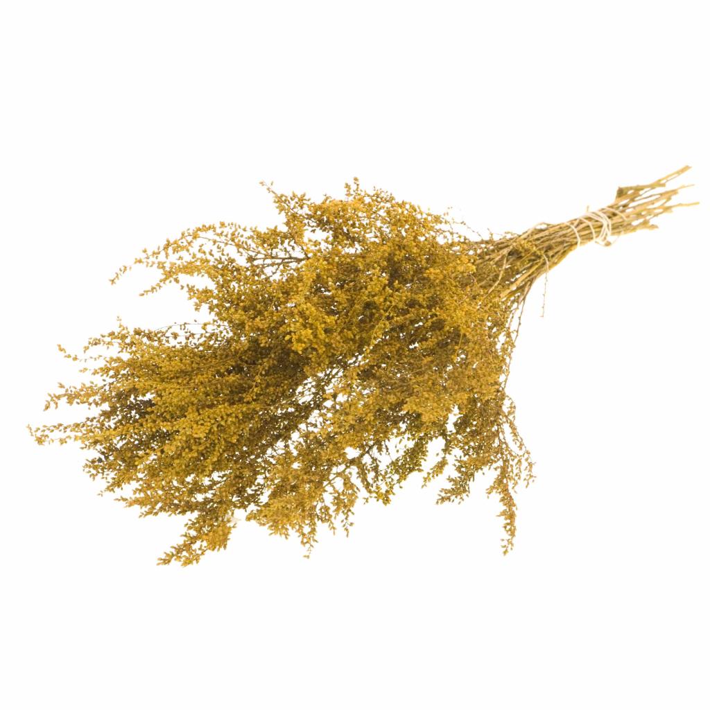 Solidago, Dried, Yellow