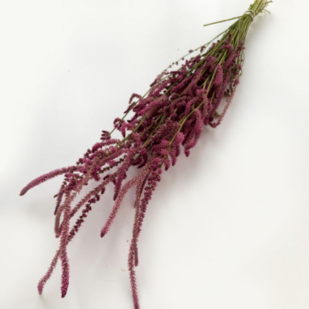 Statice Suworowii, Dried, Natural Pink