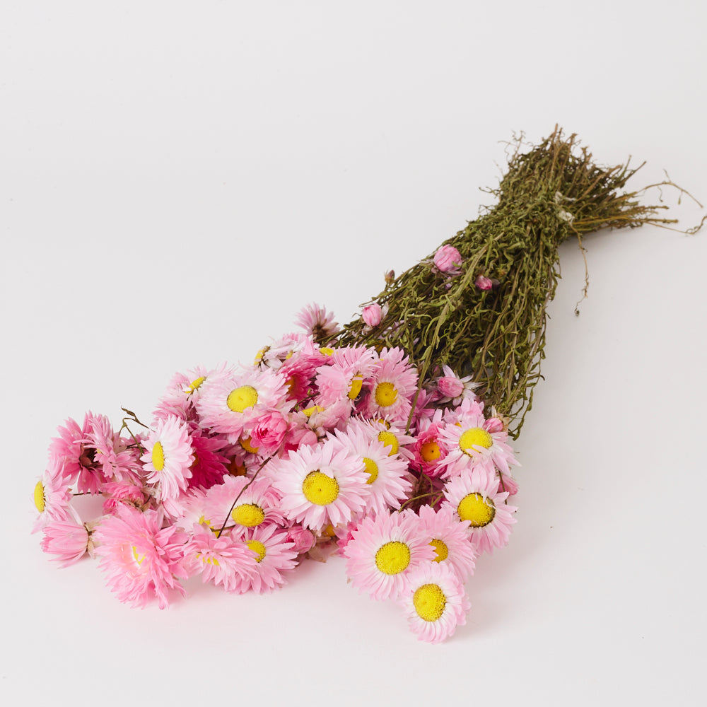 Acrolinium, Dried, Natural Pink, Bunch