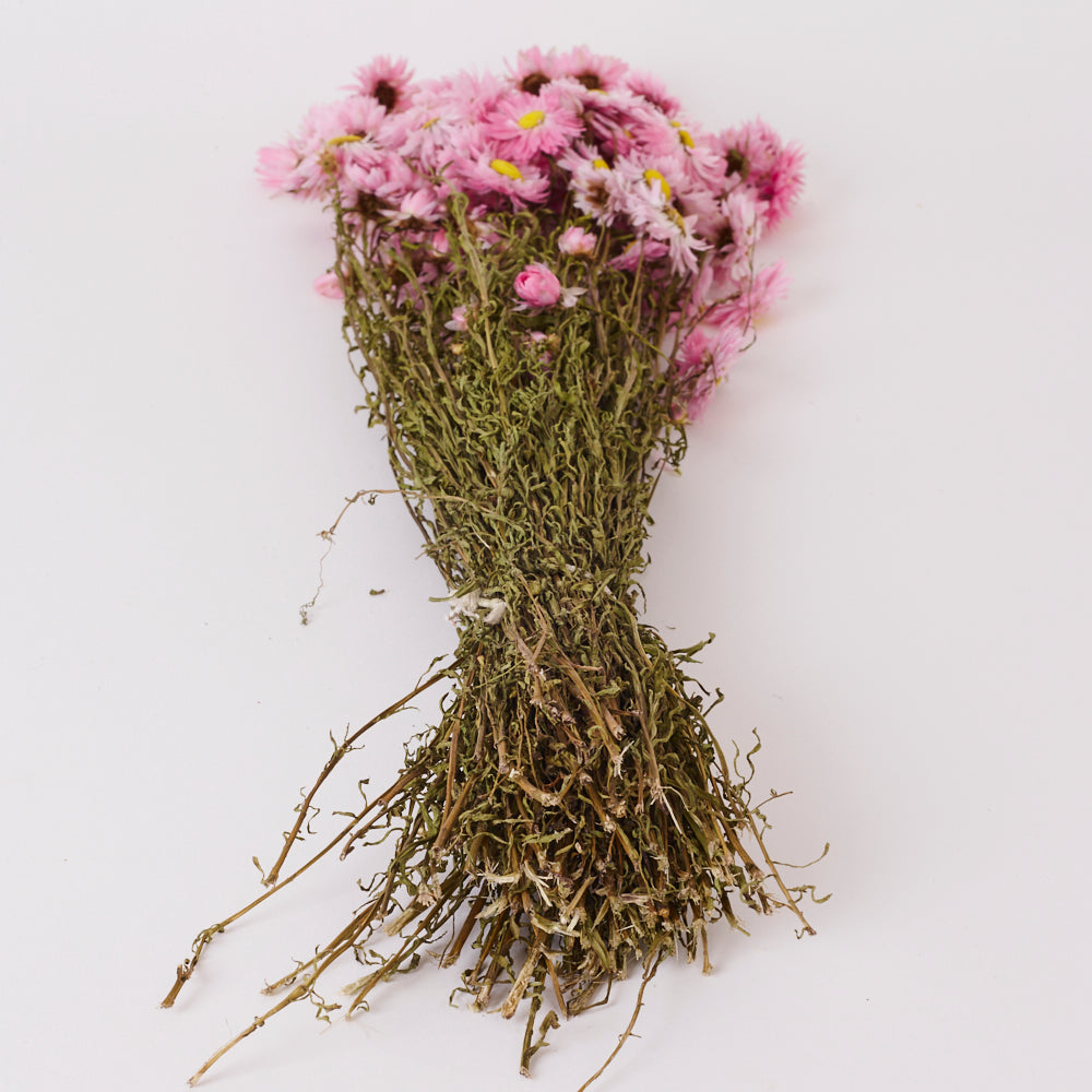 Acrolinium, Dried, Natural Pink, Bunch