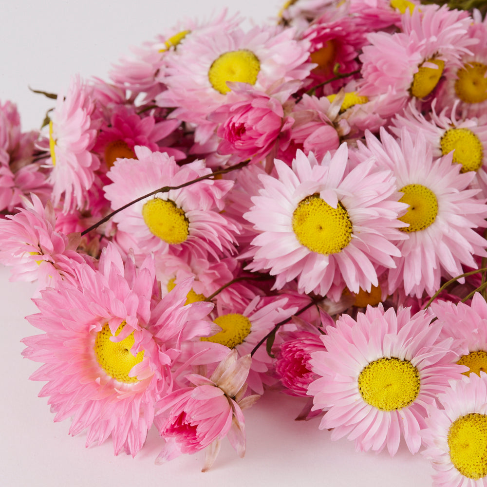 Acrolinium, Dried, Natural Pink, Bunch