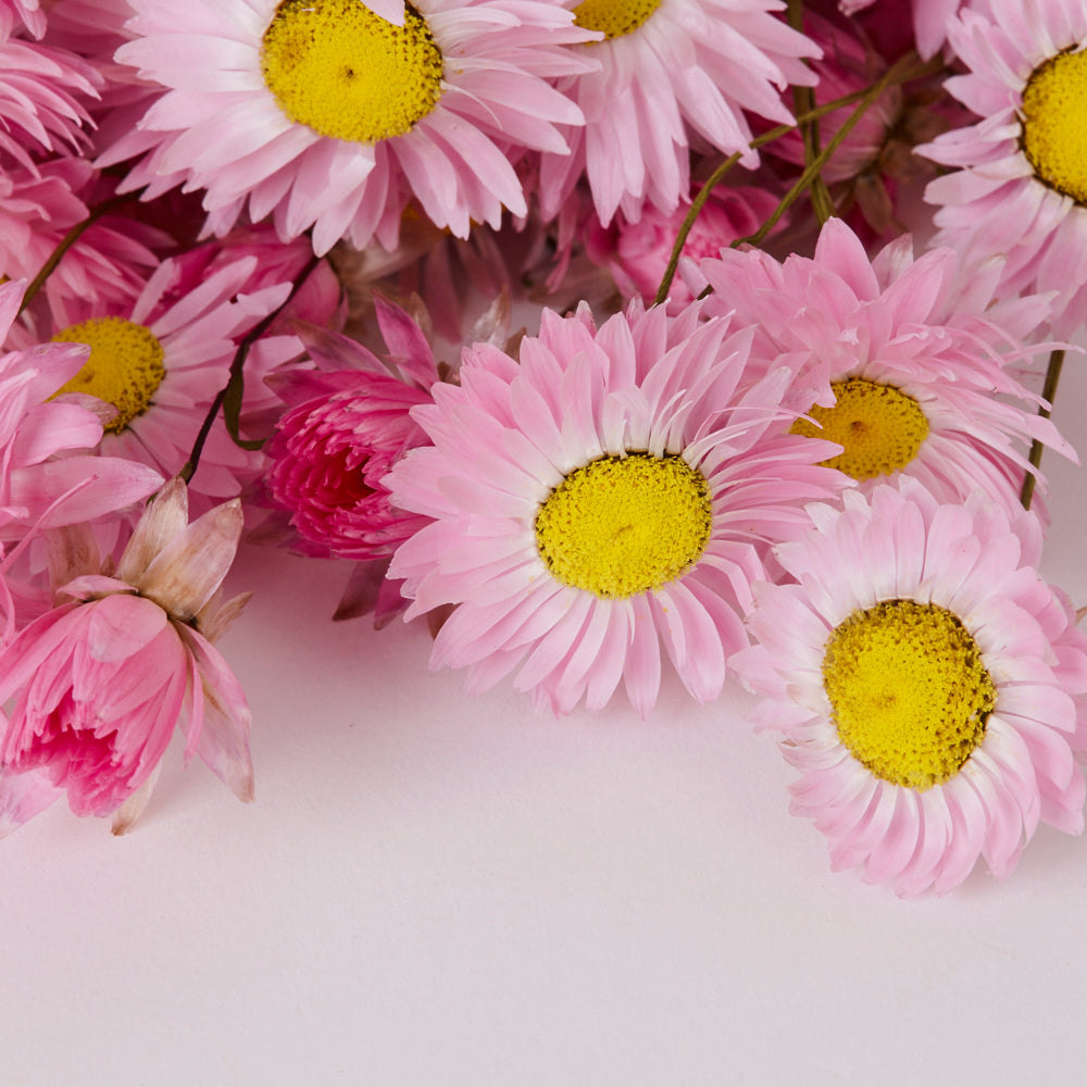 Acrolinium, Dried, Natural Pink, Bunch