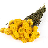 Helichrysum, Natural Yellow