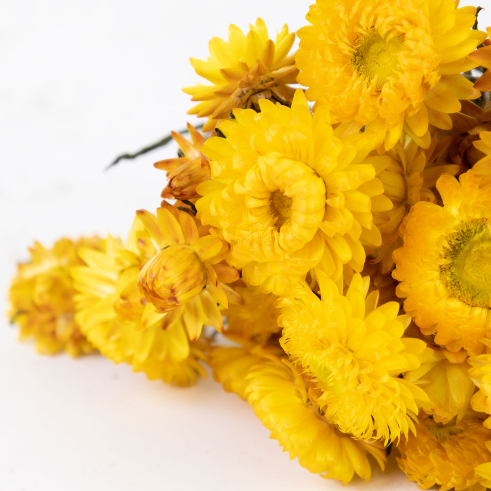 Helichrysum, Natural Yellow