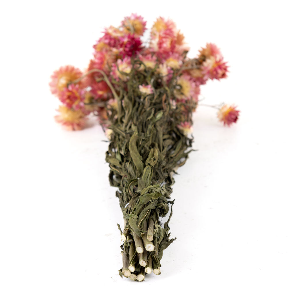 A picture of the bottom of the stems of a bunch of dried flowers, the stems are dark green with long leaves