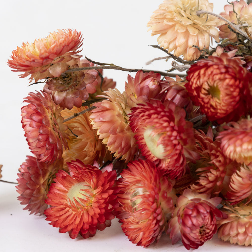 Round flower heads with lots of spikey petals in various pink shades on long green stems with leaves