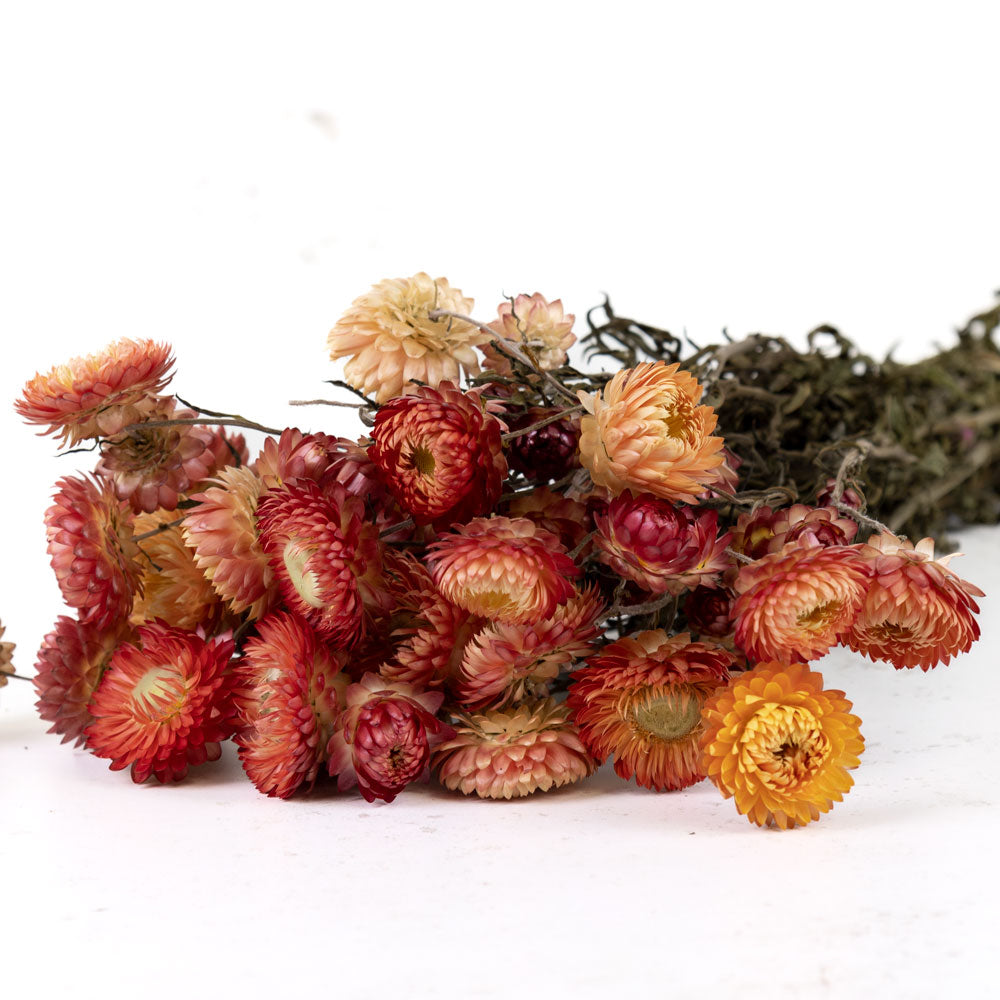 Round flower heads with lots of spikey petals in various pink shades on long green stems with leaves