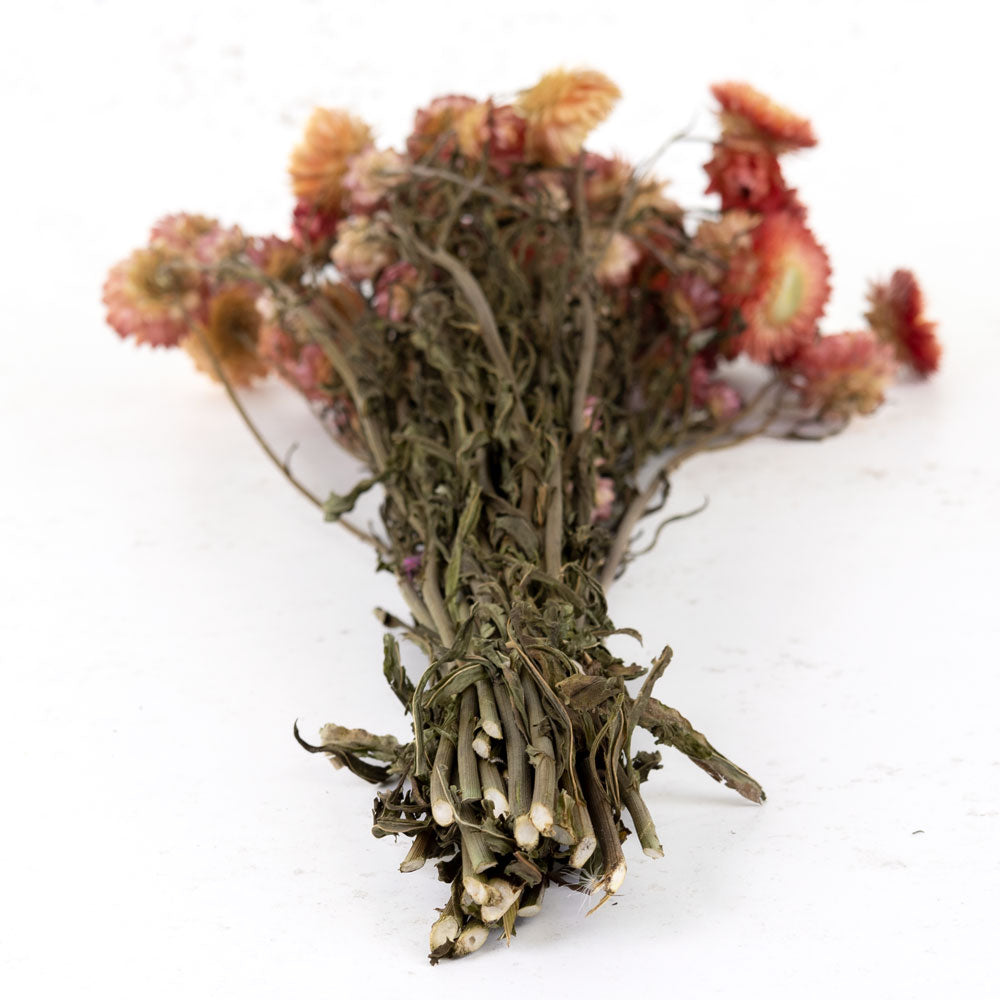 Round flower heads with lots of spikey petals in various pink shades on long green stems with leaves