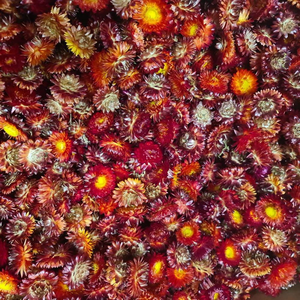 Helichrysum Heads, Natural Red, per 2kg box