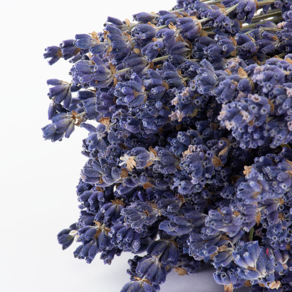 This image shows a bunch of naturally colloured lavender against a white background