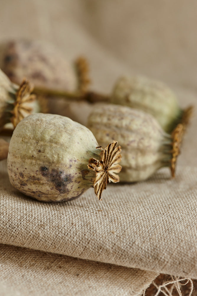 Close up on a Papaver head.