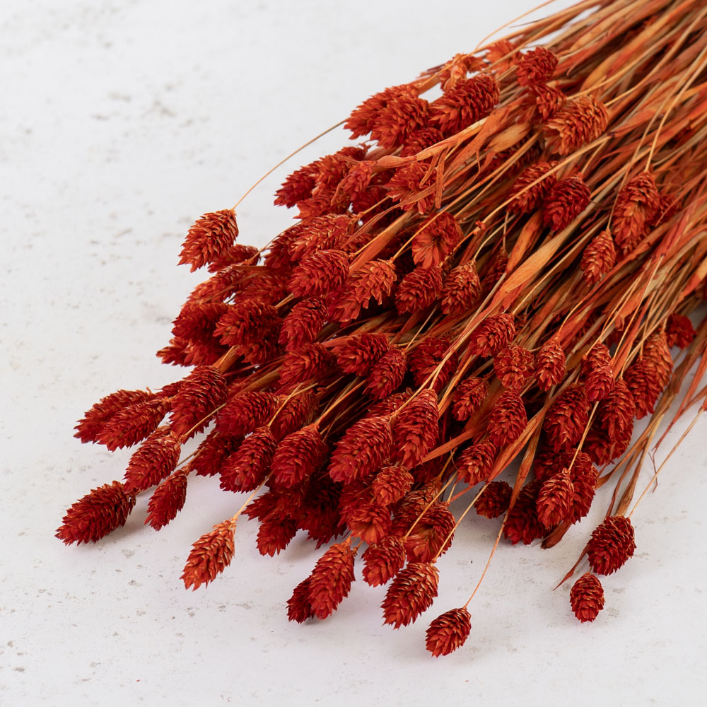 A deep orange foliage with a small single heads on each stem