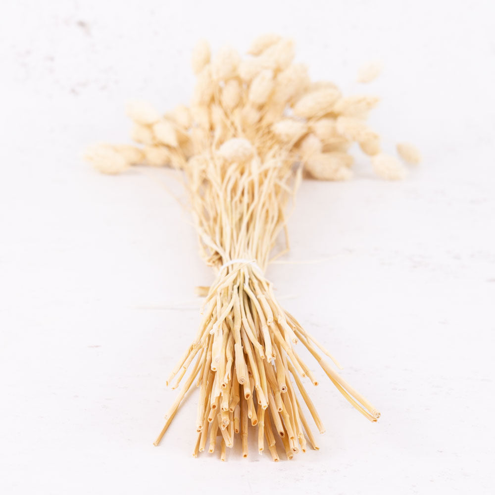 Phalaris, (canary grass), Bleached White