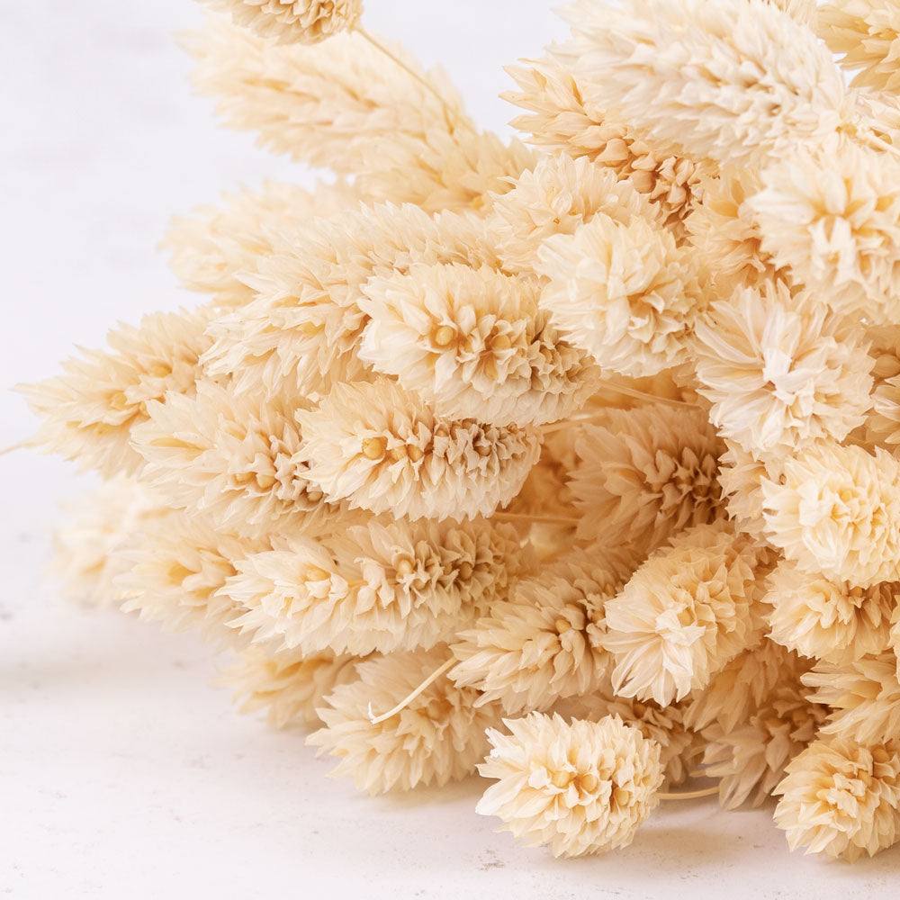 Phalaris, (canary grass), Bleached White