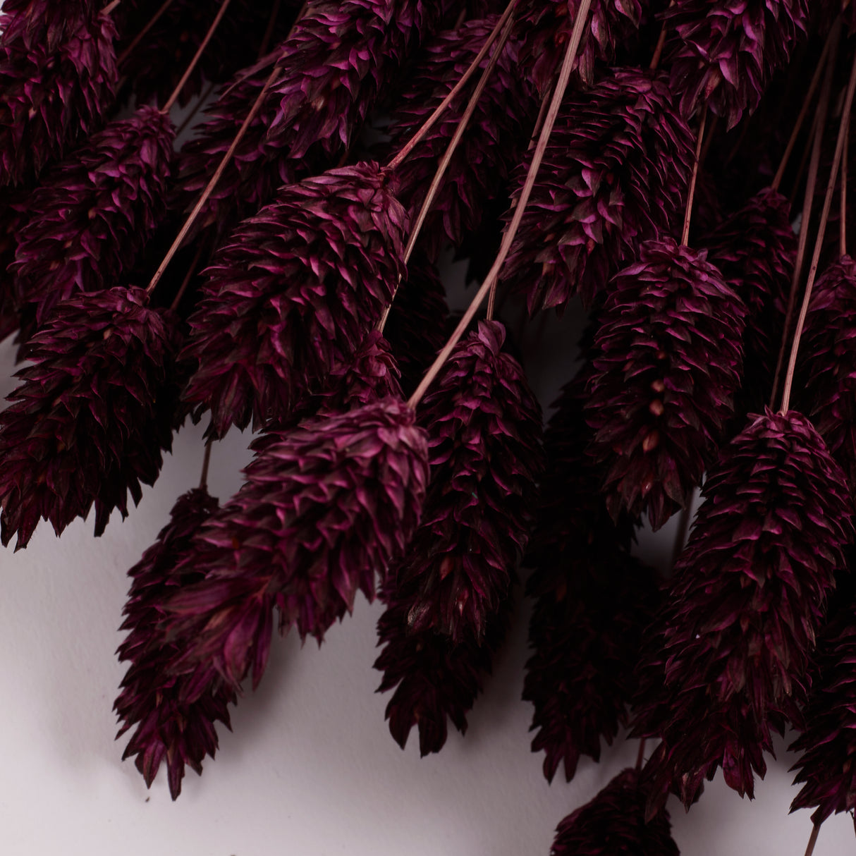 Phalaris, (Canary Grass), Dried, Prune
