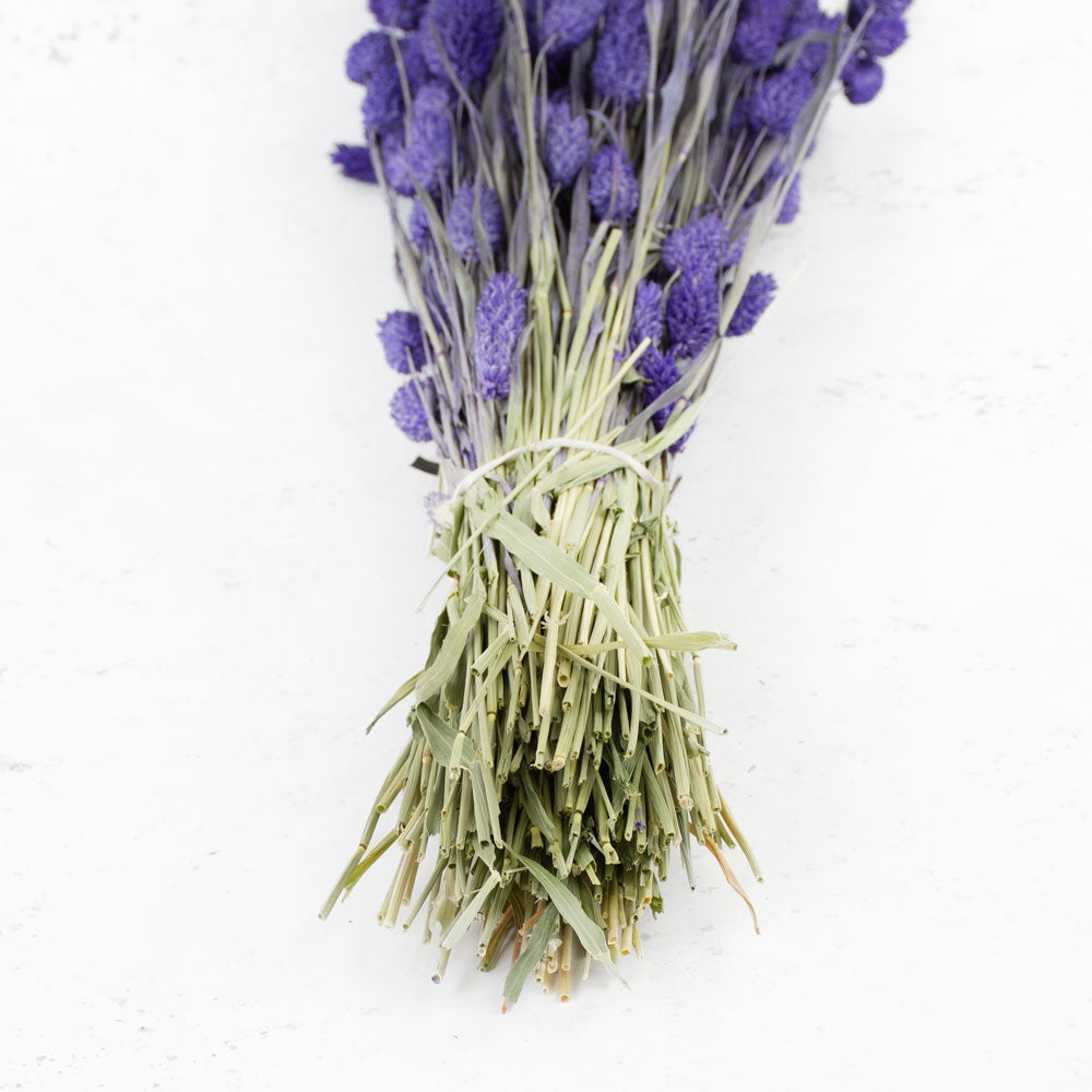 Phalaris, (canary grass), Purple