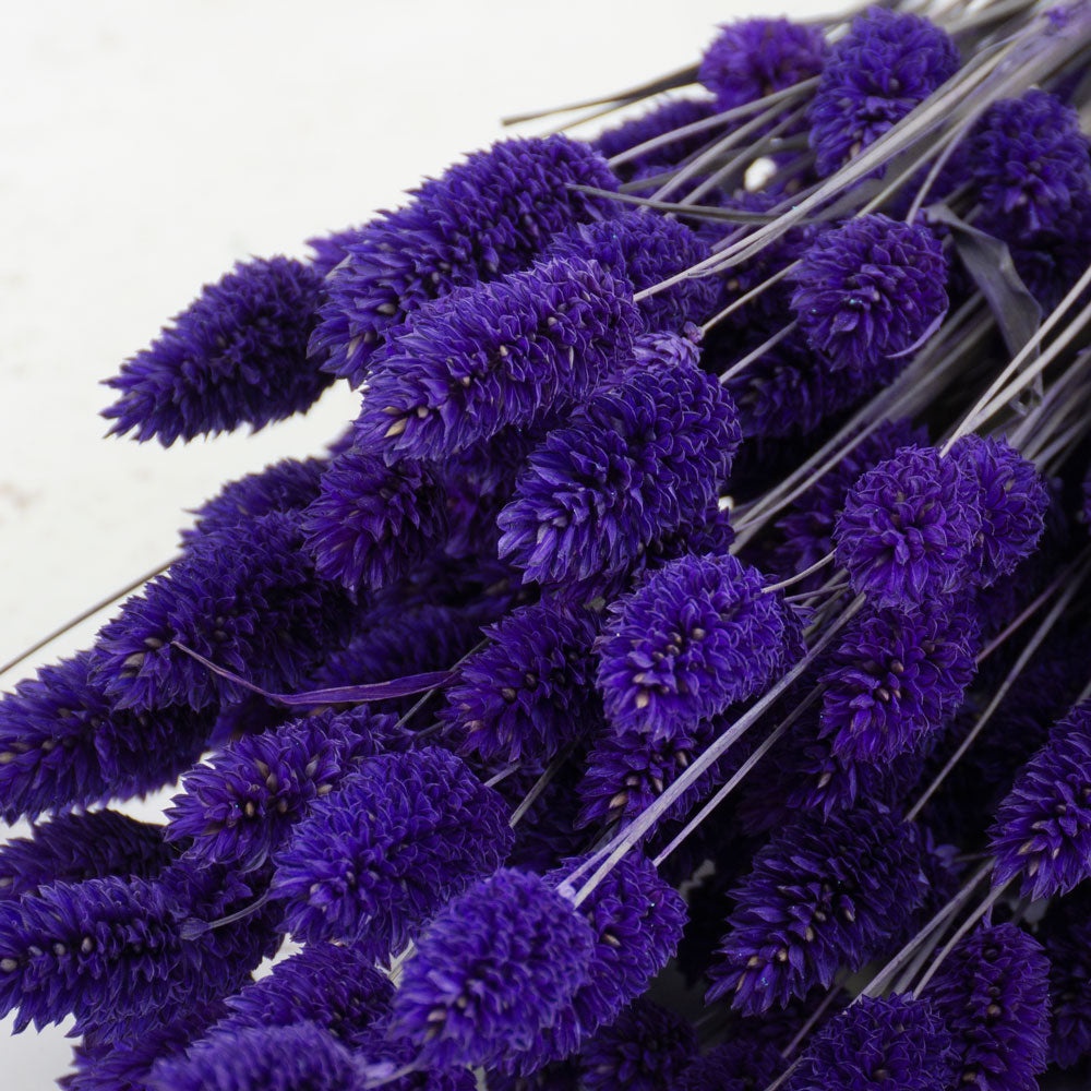 Phalaris, (canary grass), Purple