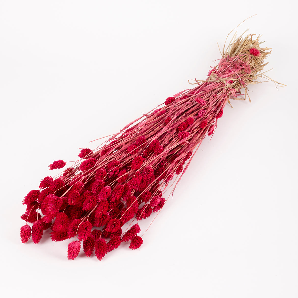 Phalaris, (Canary Grass), Dried, Sugar Pink