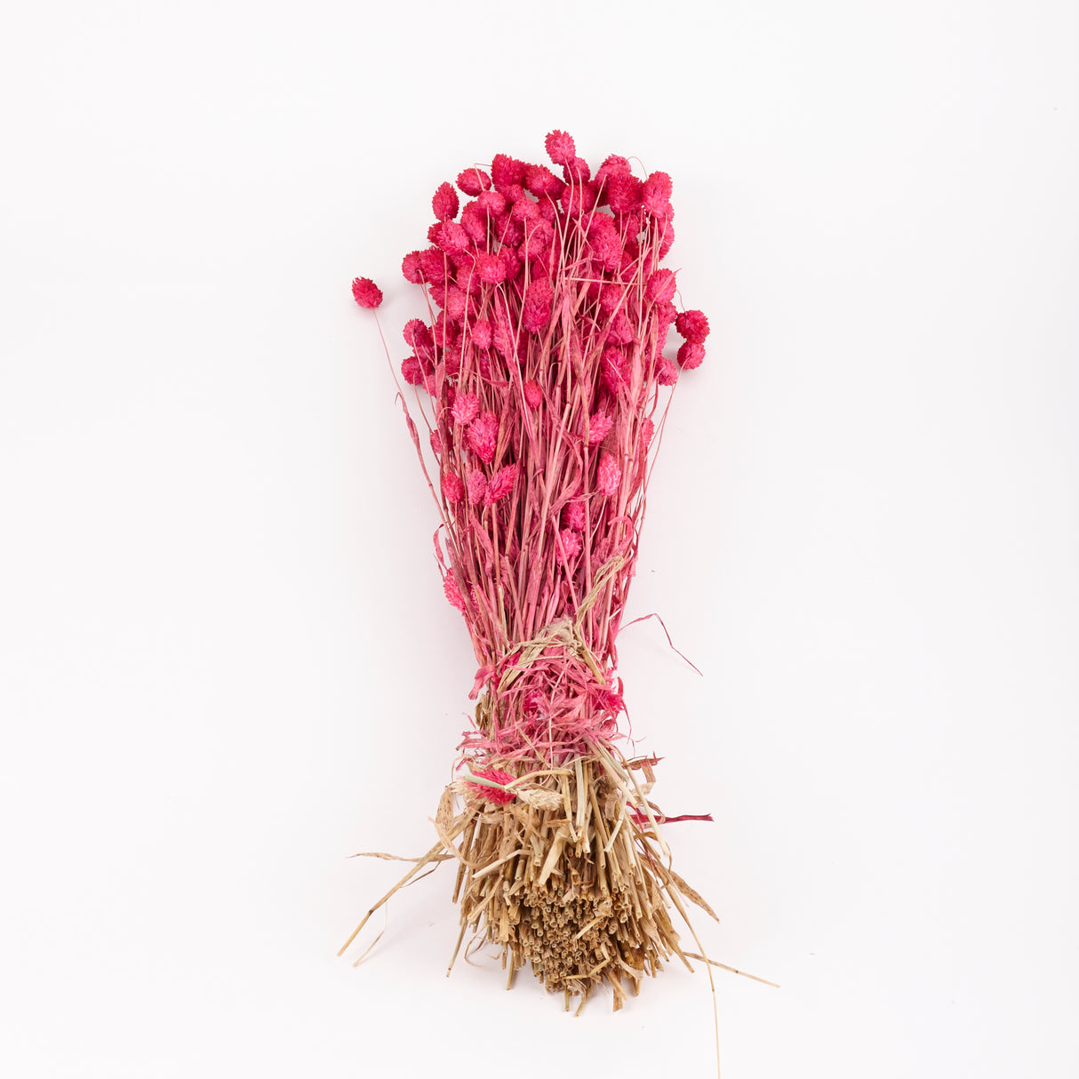 Phalaris, (Canary Grass), Dried, Sugar Pink