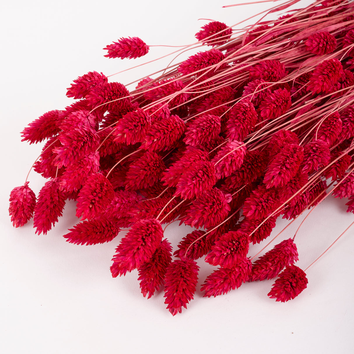 Phalaris, (Canary Grass), Dried, Sugar Pink