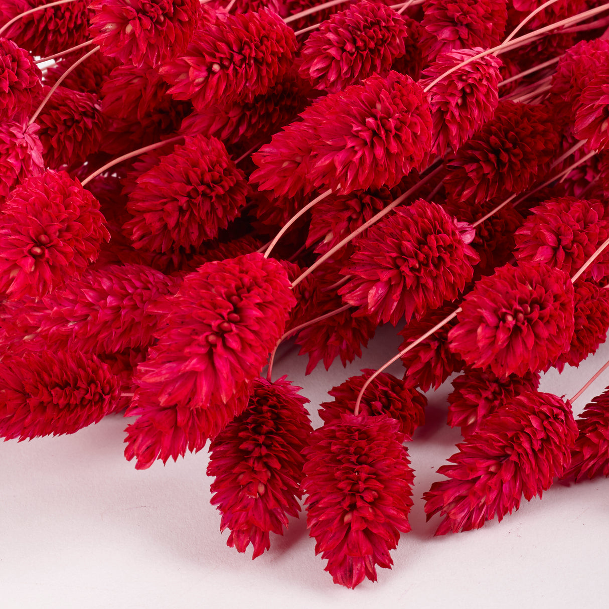 Phalaris, (Canary Grass), Dried, Sugar Pink