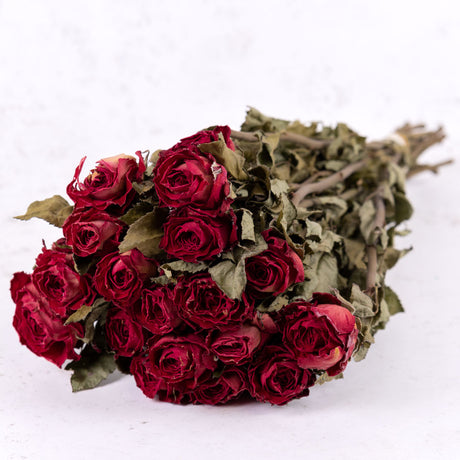 Rose Bright Torch, Dried, Natural Dark Red x 20 Stems