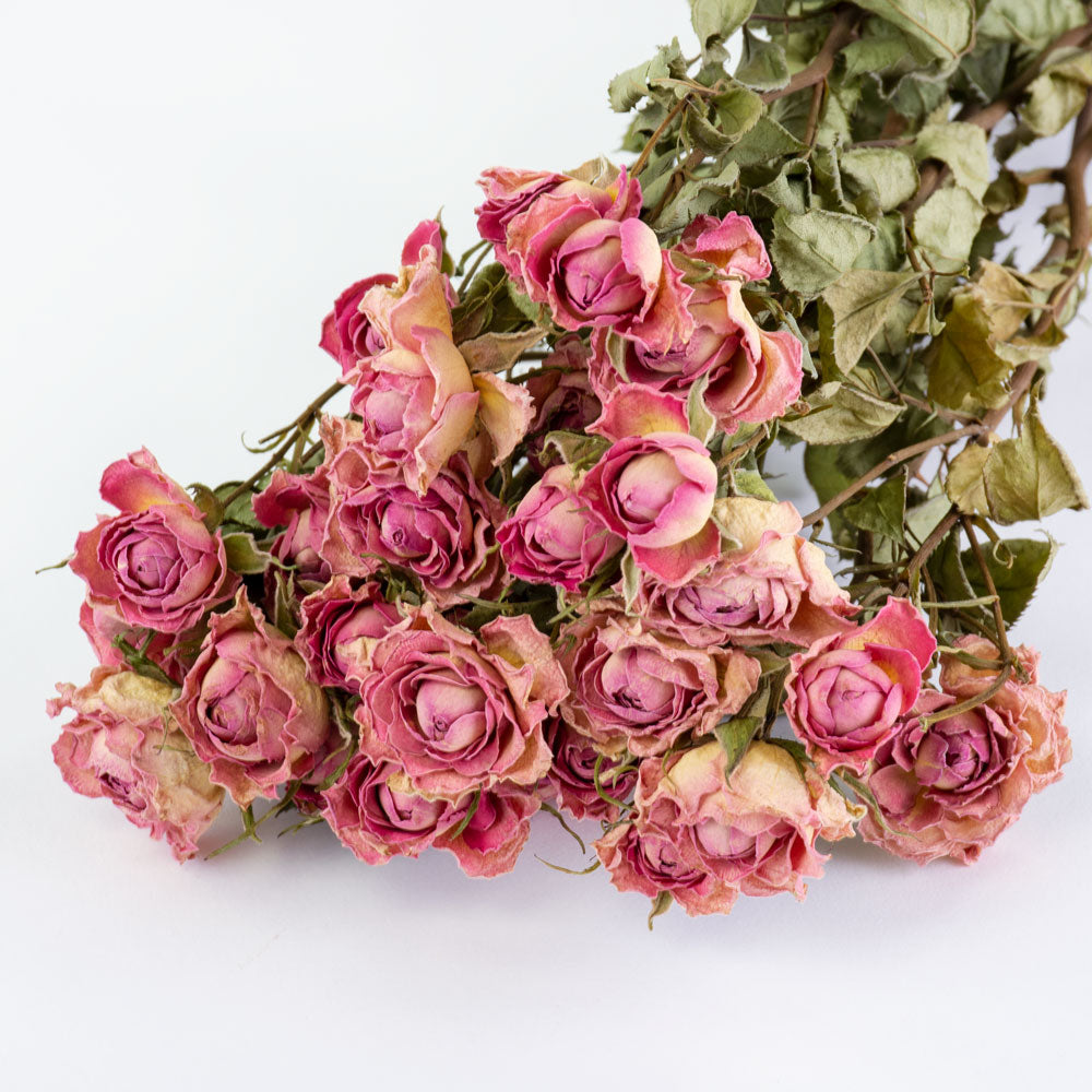 a bunch of dried, light pink roses with cream tints, against a white background