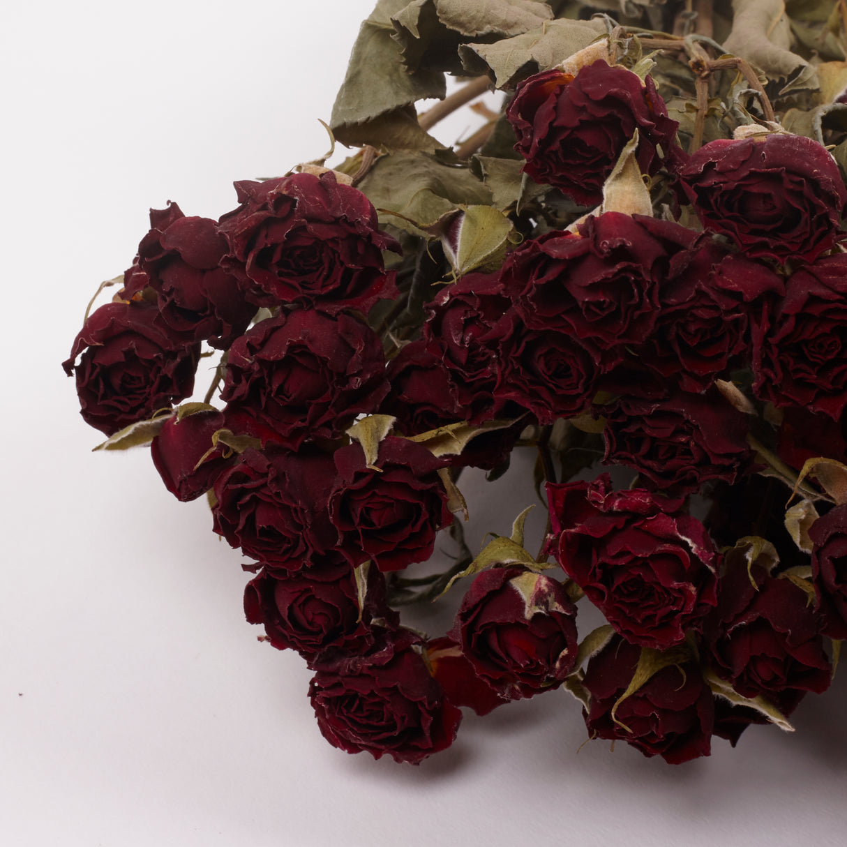 Roses, Spray, Dried, Natural Red, x 10 Stems