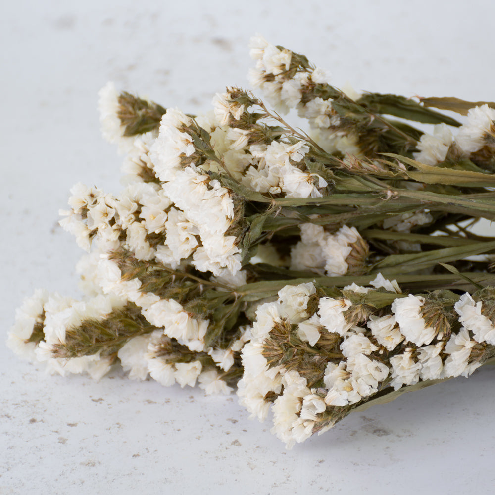 Statice Sinuata, Dried, Natural White