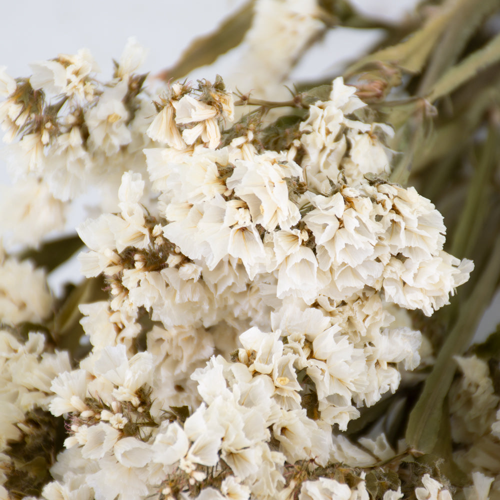 Statice Sinuata, Dried, Natural White