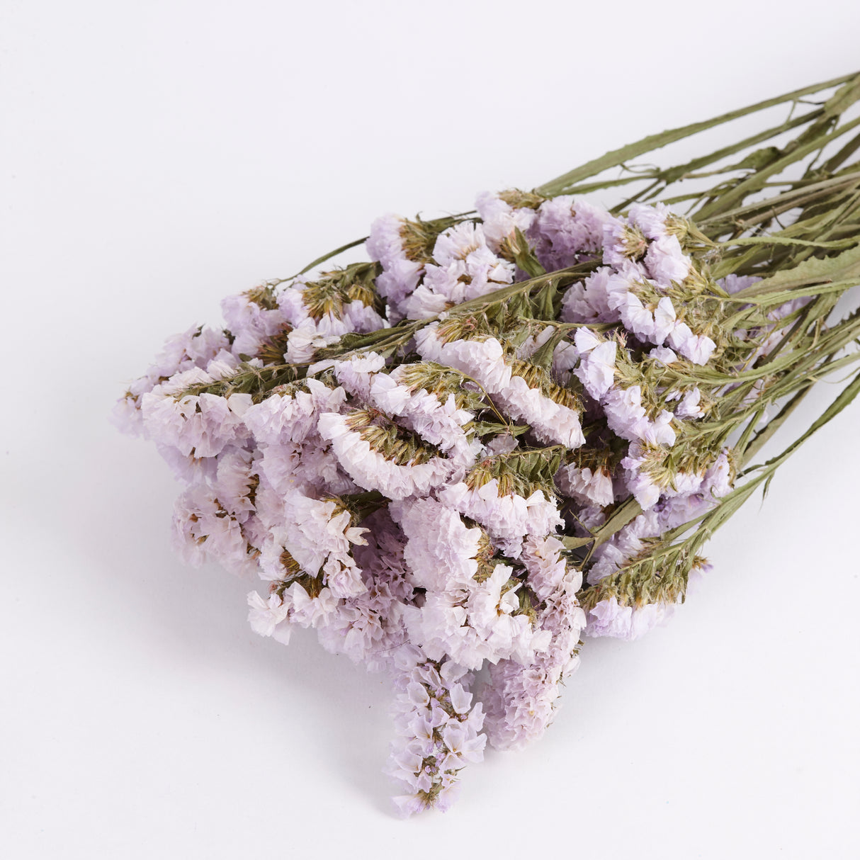 Statice sinuata Lilac dried. Image shows a close up of the delicate paper like Lilac flowers.