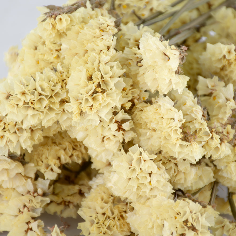 Statice sinuata, Dried, Natural Yellow