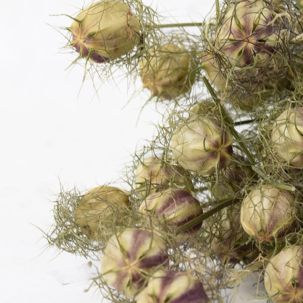Nigella-Pod,-Natural-Green