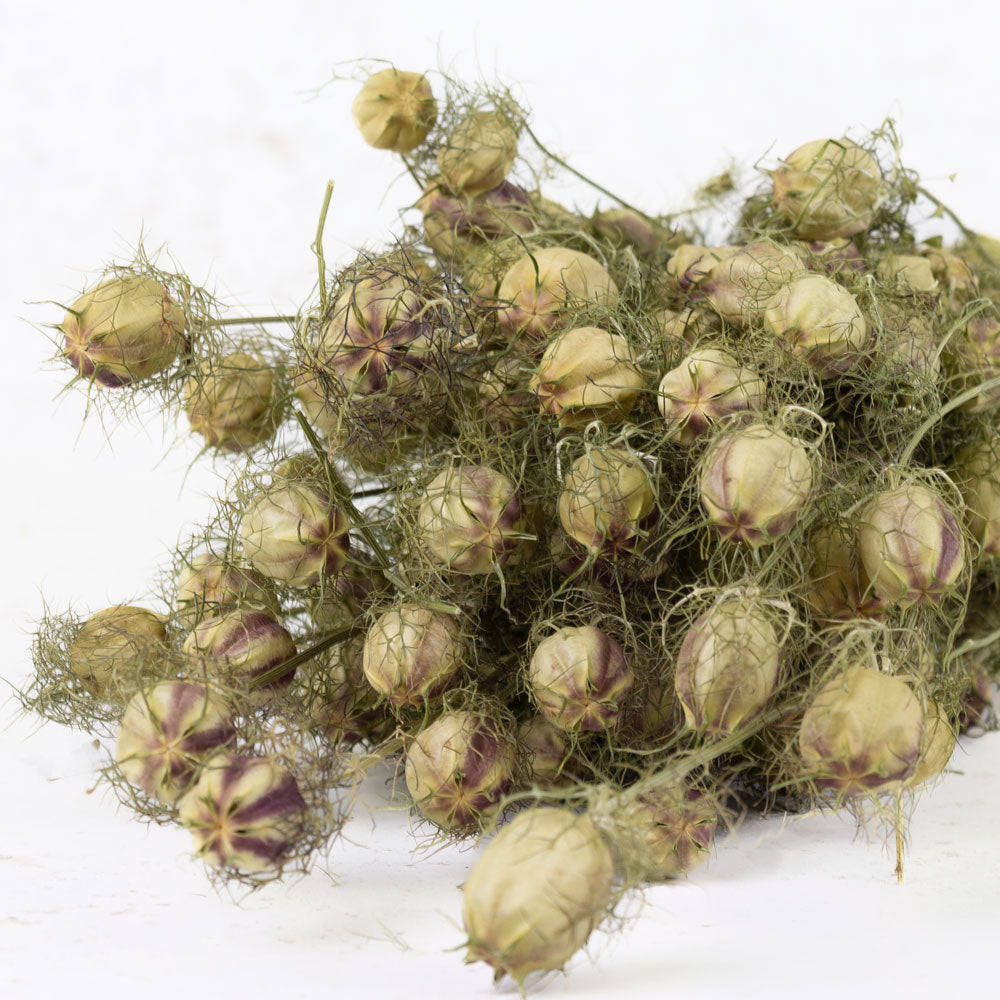 Nigella-Pod,-Natural-Green