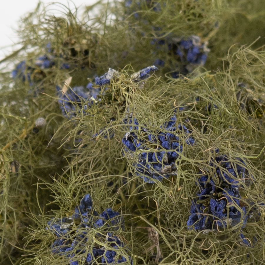 Nigella Flower, Natural Blue