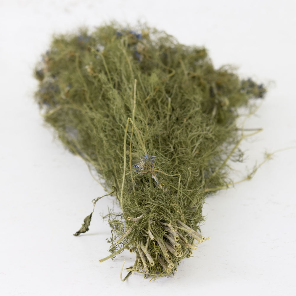 Nigella Flower, Natural Blue