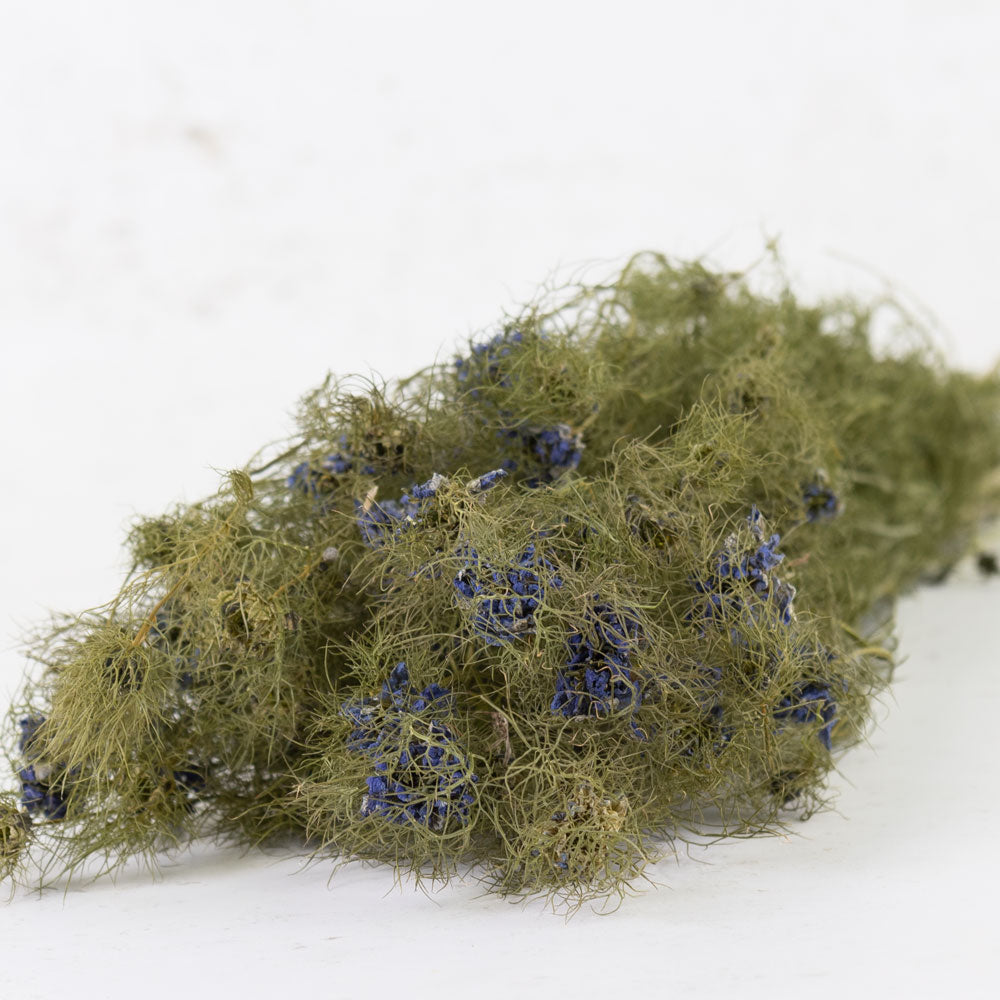 Nigella Flower, Natural Blue