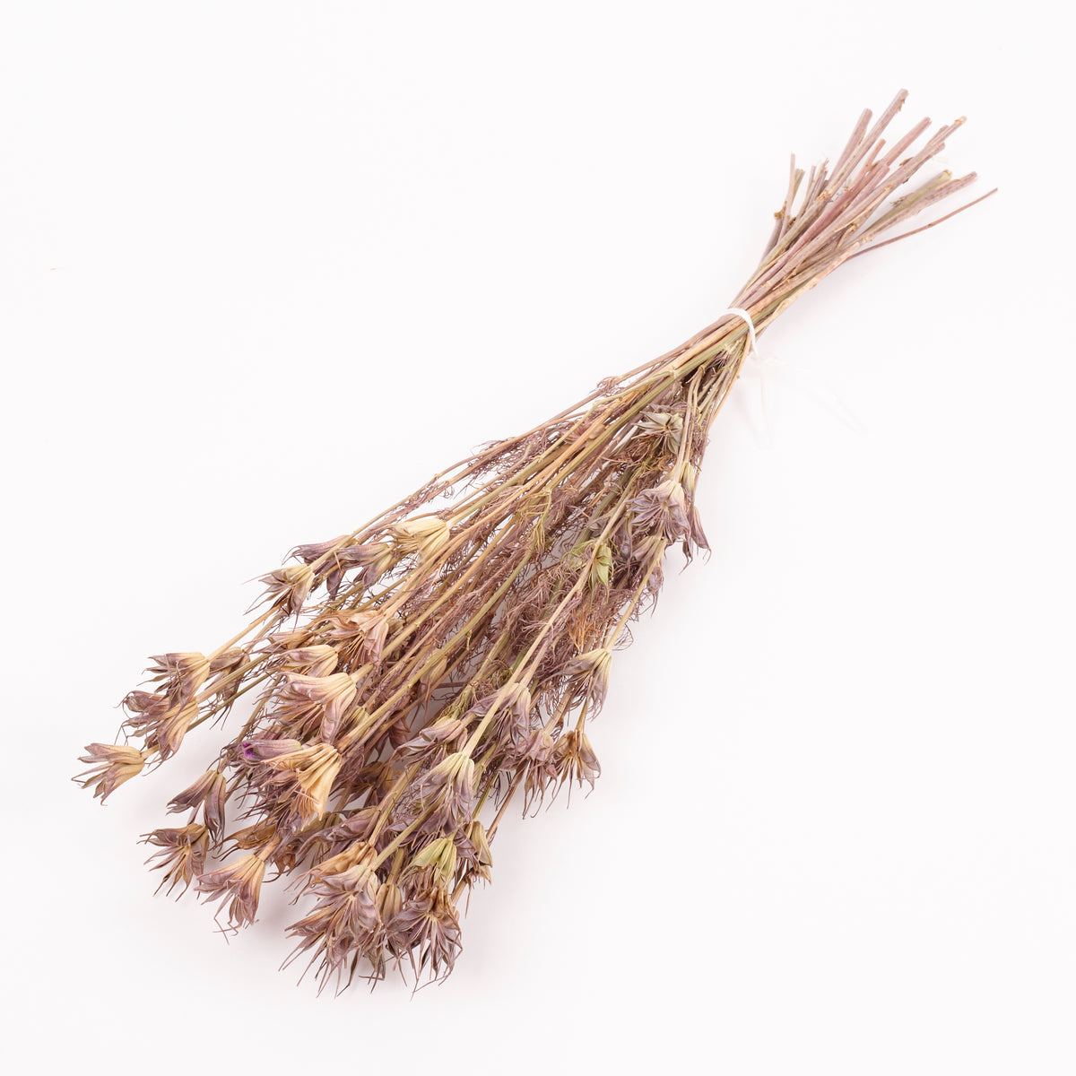 Nigella Orientalis, Dried, Natural Green