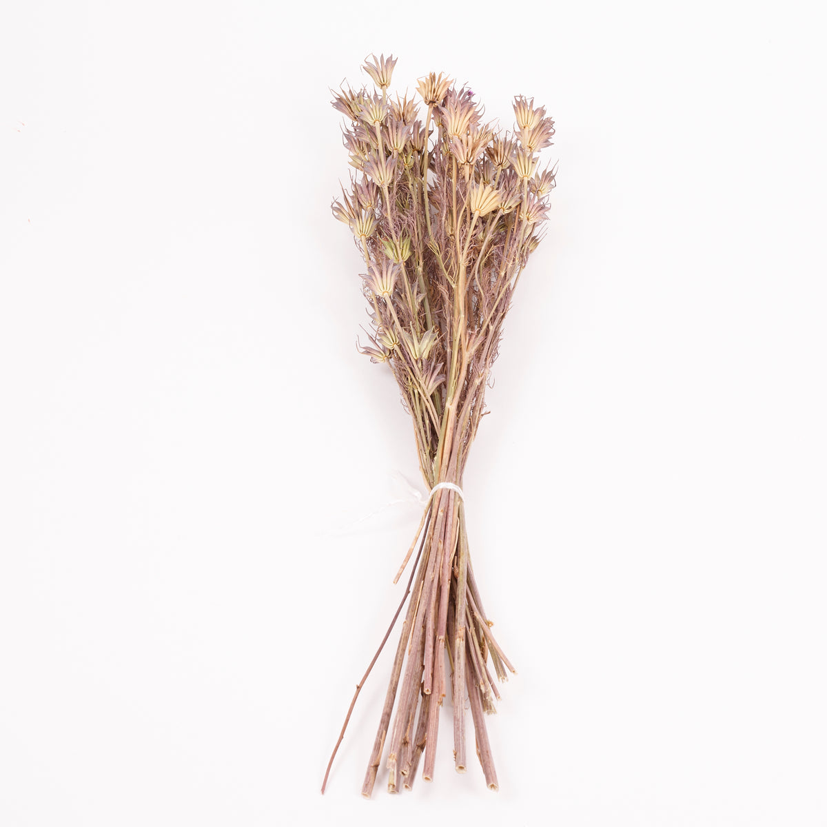 Nigella Orientalis, Dried, Natural Green